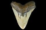 Huge, Fossil Megalodon Tooth - North Carolina #124430-1